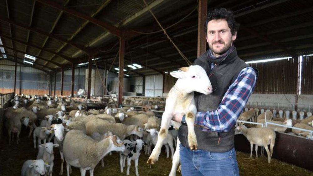Éleveur de brebis tarasconnaises, Jonathan Kirchner fait partie des sélectionneurs de la race et fournit des béliers à l’Upra. © Florence Jacquemoud
